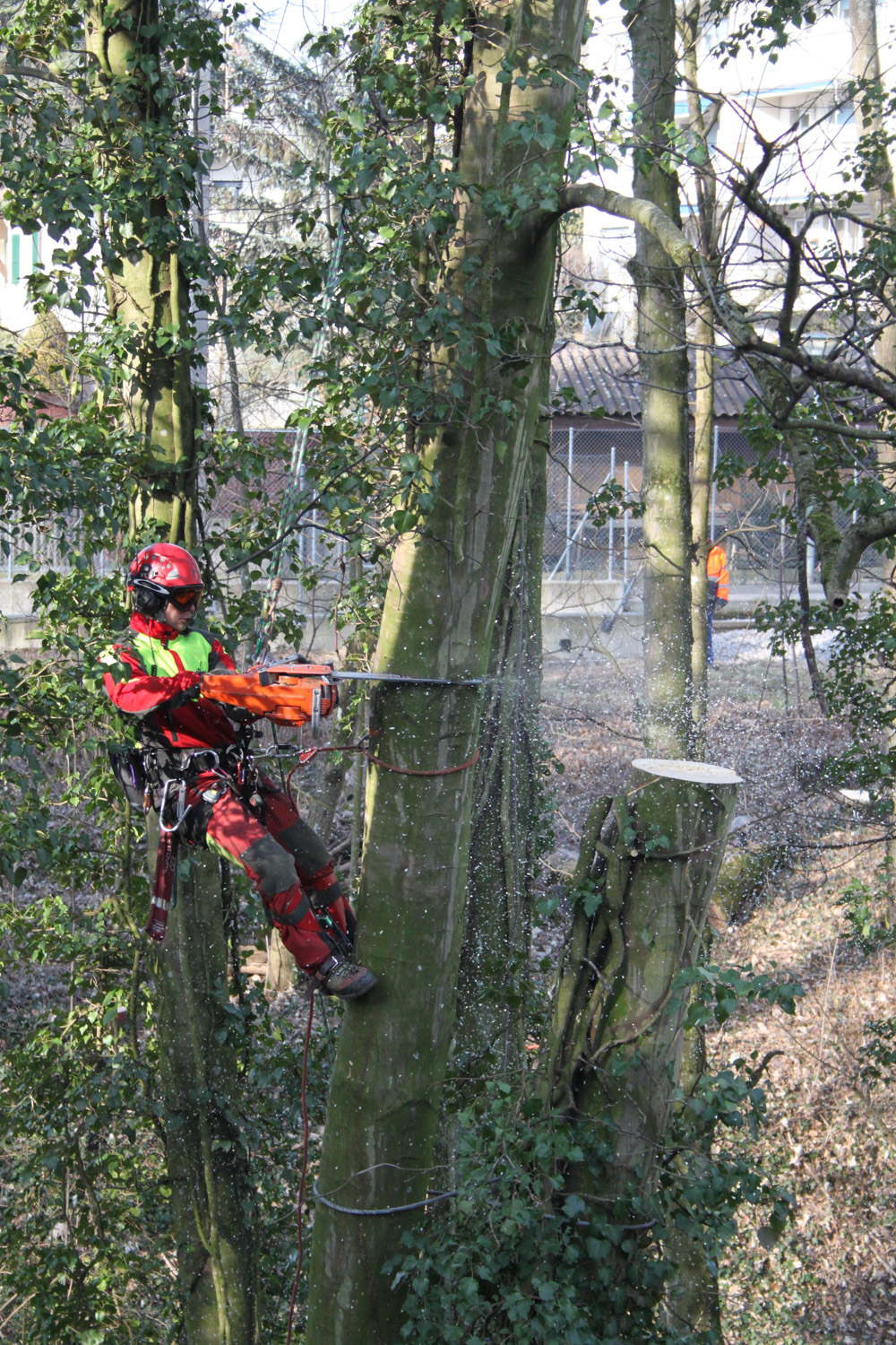 Entreprise forestiere Daniel Ruch urbain 05