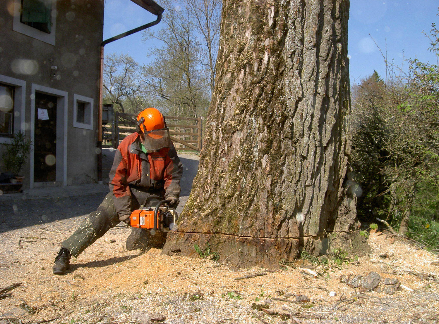 Entreprise forestiere Daniel Ruch abattage