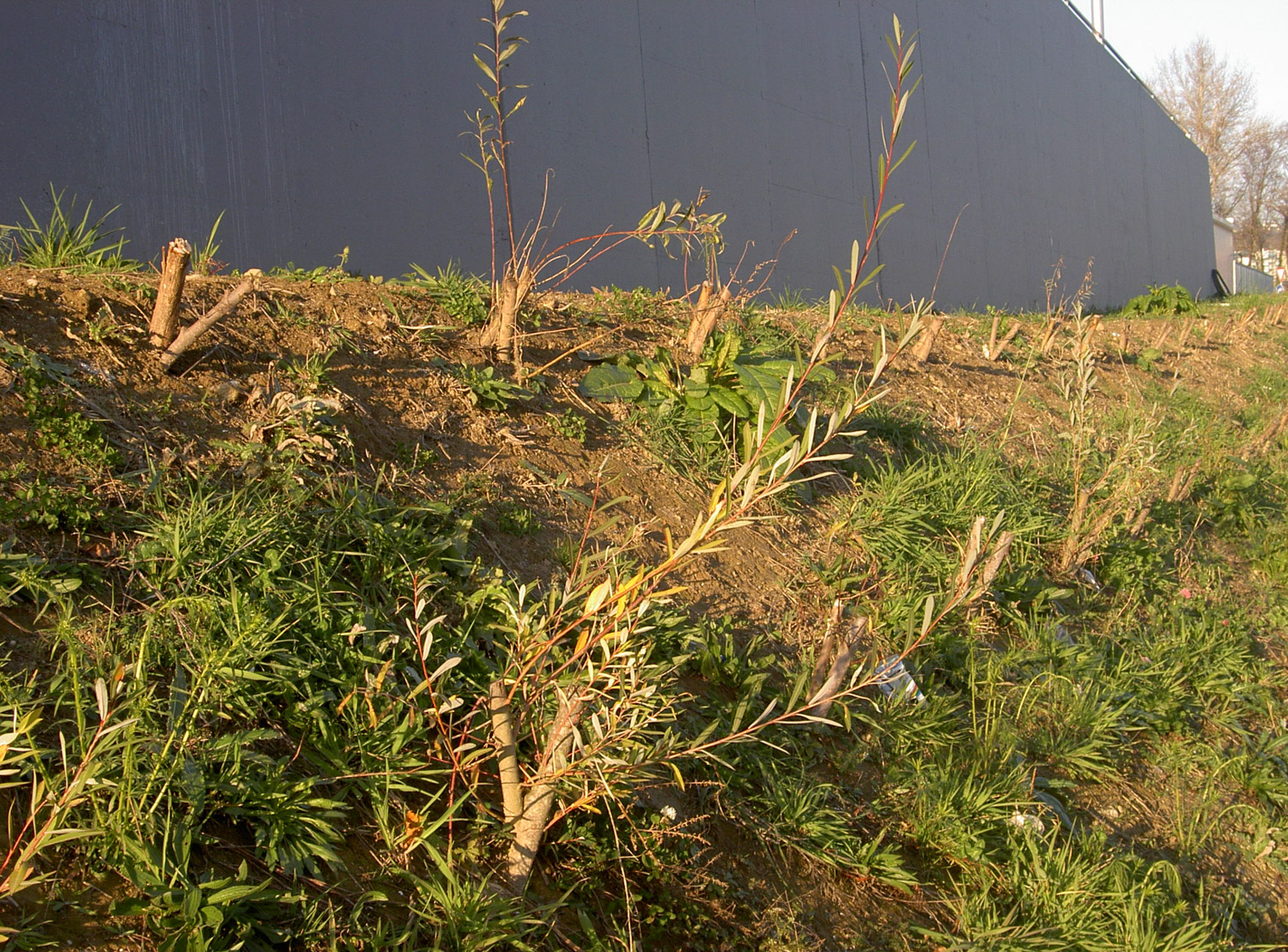 Entreprise forestiere Daniel Ruch services exploitation forestiere stabilisation bio bouture 1